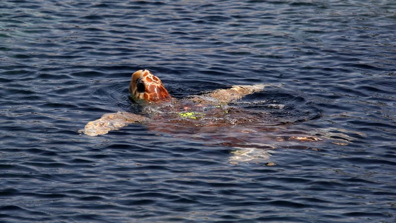Une tortue marine relâchée dans les eaux en mai 2016 après être née en captivité à Marineland.