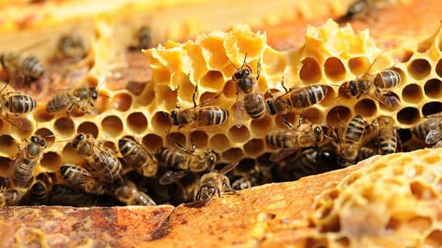 Un Toit pour les abeilles a d'ores et déjà parrainé plus de 46 millions d'abeilles . On compte près de 1200 ruches installées
