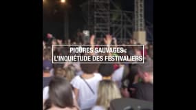 Piqûres sauvages : l'inquiétude des festivaliers