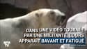 Une pétition pour sauver un ours polaire en captivité sur la Côte d’Azur