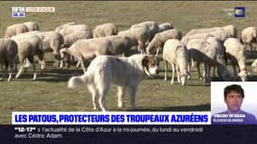 Les patous sont les protecteurs des troupeaux azuréens face aux loups