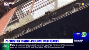 Paris: polémique autour de filets anti-pigeons dans le 18e arrondissement