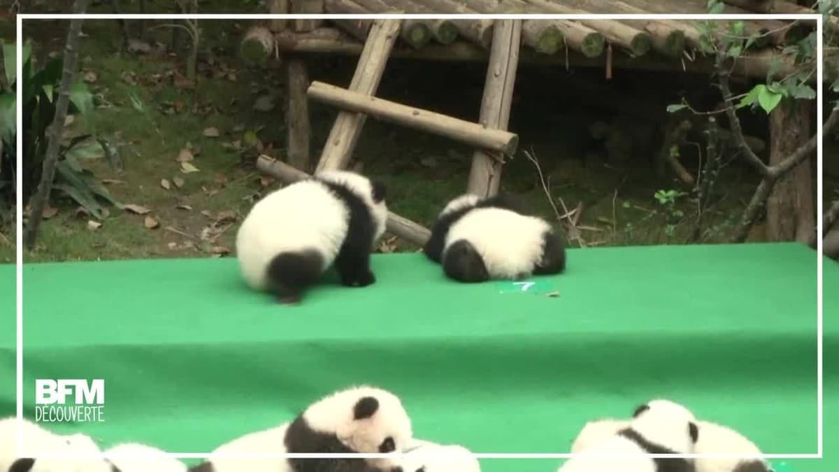 placeholder video