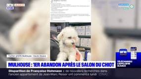 Mulhouse: premier abandon après le Salon du Chiot