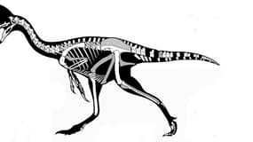 Le squelette reconstitué du dinosaure Anzu Wyliei