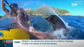 Un kayakiste "giflé" par une otarie et un poulpe en Nouvelle-Zélande
