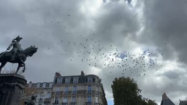 Des pigeons dans le ciel de la commune de Saint-Venant dans le Pas-de-Calais