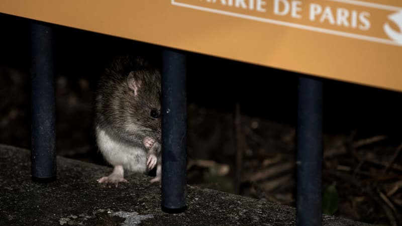 Un rat dans les environs de la Tour Saint Jacques à Paris
