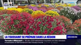 Nord-Pas-de-Calais; les ventes de chrysanthèmes et pomponettes explosent pour la Toussaint