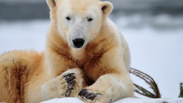 Knut, dans le zoo de Berlin en 2010.