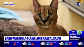 Saint-Martin-la-Plainde: un caracal sauvé et recueilli