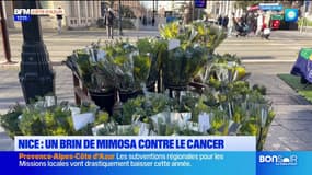 Nice: des bouquets de mimosa pour la lutte contre le cancer, 3.000 euros récoltés