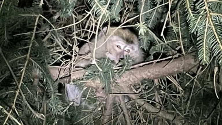 Photo fournie le 22 janvier 2022 par la police de Pennsylvanie d'un macaque crabier perché dans un arbre après s'être échappé d'un camion pendant un accident, près de Danville
