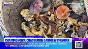 Var: la récolte des champignons, une chasse bien gardée à Saint-Aygulf