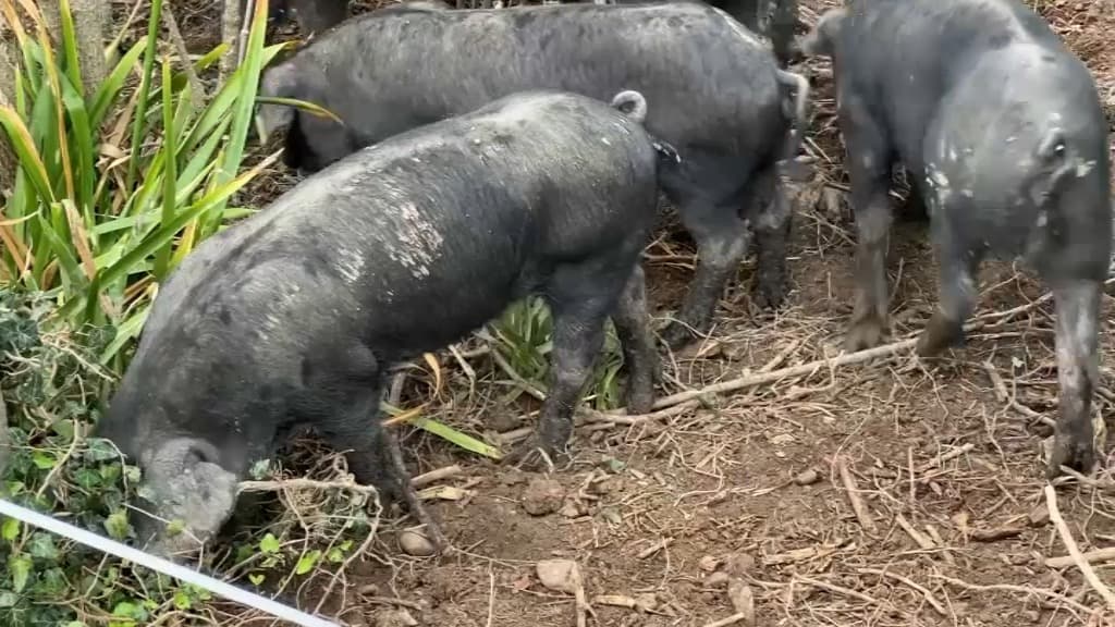 Les cochons de l'élevage