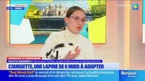 Animaux & compagnie: Courgette, une lapine de six mois à adopter