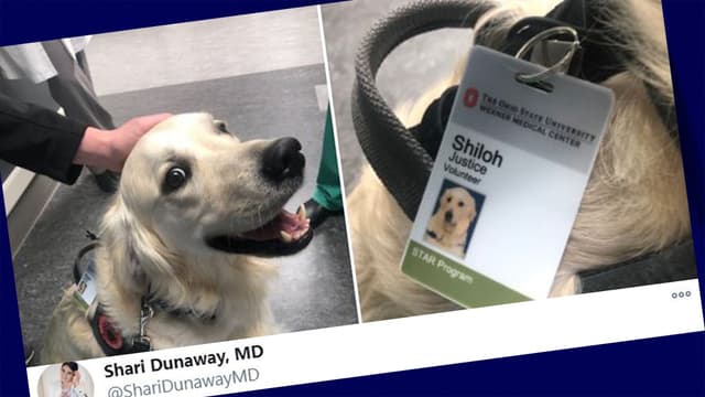 Shiloh a intégré l'hôpital pour réconforter les soignants pendant la crise sanitaire.