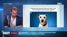 Quels sont les noms pour chiens les plus donnés en 2018?