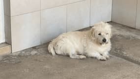 Quatre chiens du refuge Saint-Roch ont été abandonnés car leurs propriétaires ne pouvaient plus prendre en charge la hausse des coûts.