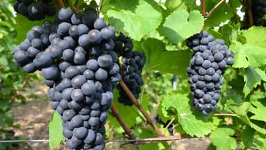 Des grappes de raison dans un vignoble de Verzenay (Marne) lors de la saison 2025 des vendanges en Champagne, le 26 août 2025 (photo d'illustration).