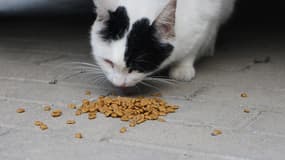 La "shrinkflation" touche aussi les chats.
