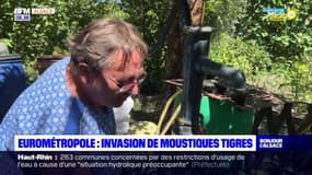 Eurométropole de Strasbourg: les moustiques tigres sont de plus en plus nombreux