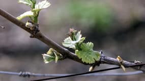 Avec les températures très douces certains abres ont déjà fleuri, ce qui fait craindre aux agriculteurs des gelées tardivent. 