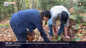 Haut-Rhin: faible cueillette de champignons