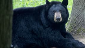 Un ours noir du zoo de Thoiry