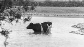 Vache se rafraîchissant dans un champ près de Lille. 