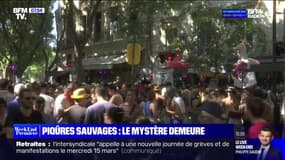 Piqûres sauvages: le mystère demeure, après plus de 2000 plaintes en France