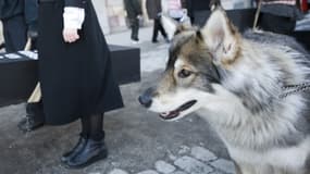 Un chien-loup lors d'une manifestation en Suède, le 6 février 2011.