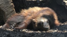 Un couple de gloutons a été accueilli par le centre animalier de Sainte-Croix en Lorraine - Lundi 1er Février 2016