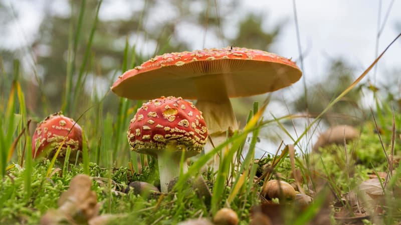 Des amanites tue-mouches en pleine nature. (Photo d'illustration)