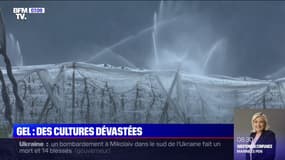 Comment ces arboriculteurs tentent par tous les moyens de sauver leurs récoltes de fruits du gel