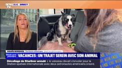 Vacances : un trajet serein avec son animal - 02/06