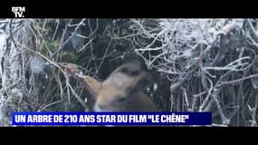 Un arbre de 210 ans star du film "Le Chêne" - 20/02