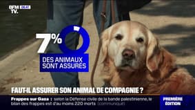 Faut-il assurer son animal de compagnie?