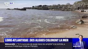 En Loire-Atlantique, des algues donnent une couleur rouille à l'océan