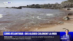 En Loire-Atlantique, des algues donnent une couleur rouille à l'océan