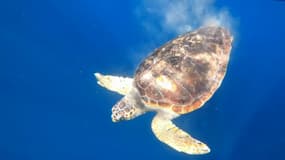 La tortue Calypso avait été retrouvée blessée il y a cinq mois.