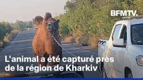 Guerre en Ukraine: un chameau, utilisé par les Russes, capturé par les forces ukrainiennes 