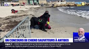 Un concours de chiens sauveteurs à Antibes