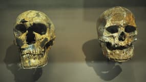 Crâne de Néandertalien à gauche et crâne d'Homo sapiens à droite