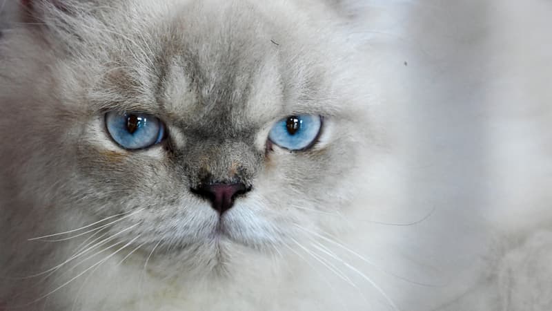 Les frais de vétérinaire sont-ils trop chers pour les Français? Le coût du soin des animaux est une des causes principales de leur abandon
