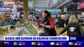 Alsace: une éleveuse au salon de l'agriculture