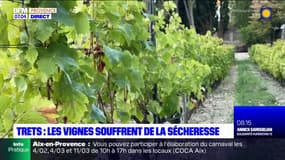 Bouches-du-Rhône: les vignes souffrent de la sécheresse à Trets