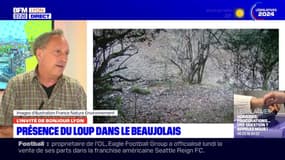 Rhône: pourquoi le loup s'installe-t-il plus sur certains territoires? 