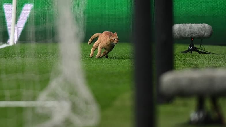 Un chat sur la pelouse du Besiktas