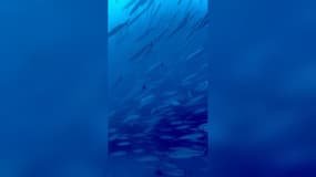 Les Barracudas prolifèrent dans les eaux autour de Marseille